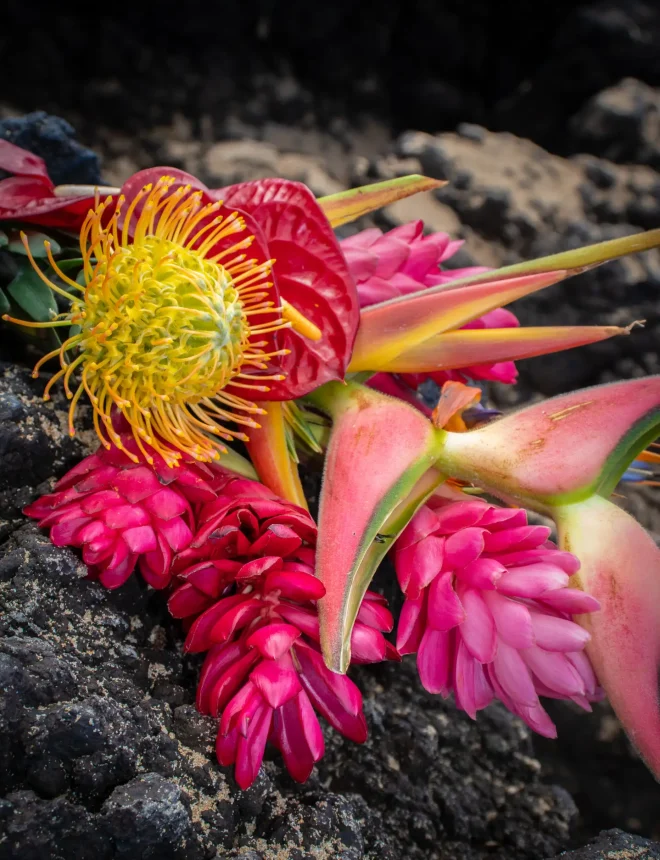 Tropical long steamed spray